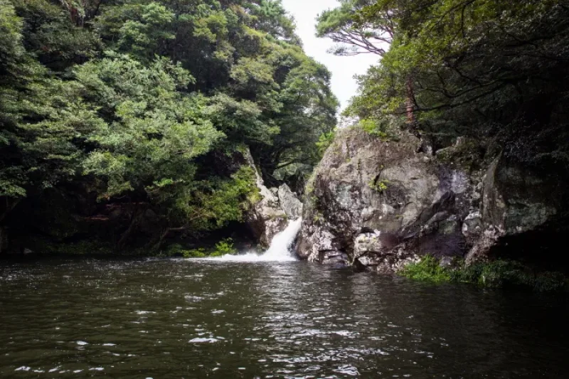 Gosalli Forest Trail (고살리 숲길) (3/3)