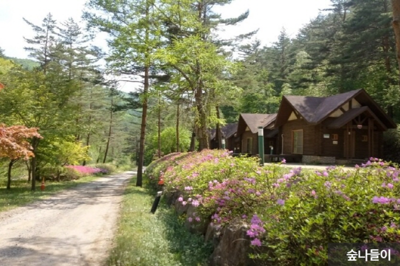 Taebaek Highland Natural Recreational Forest  (5/6)