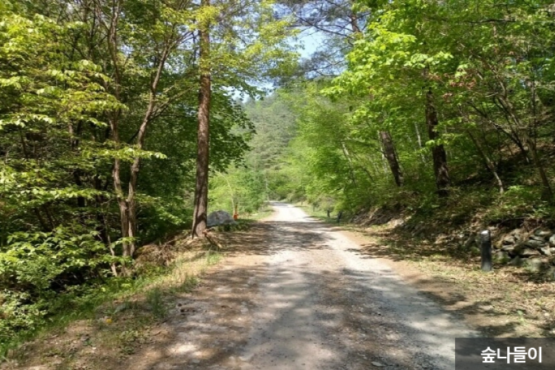 Taebaek Highland Natural Recreational Forest  (6/6)