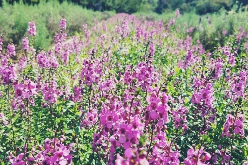 Herb Village  (15/17)