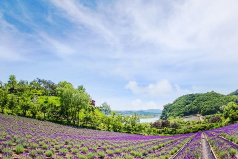 Herb Village  (16/17)