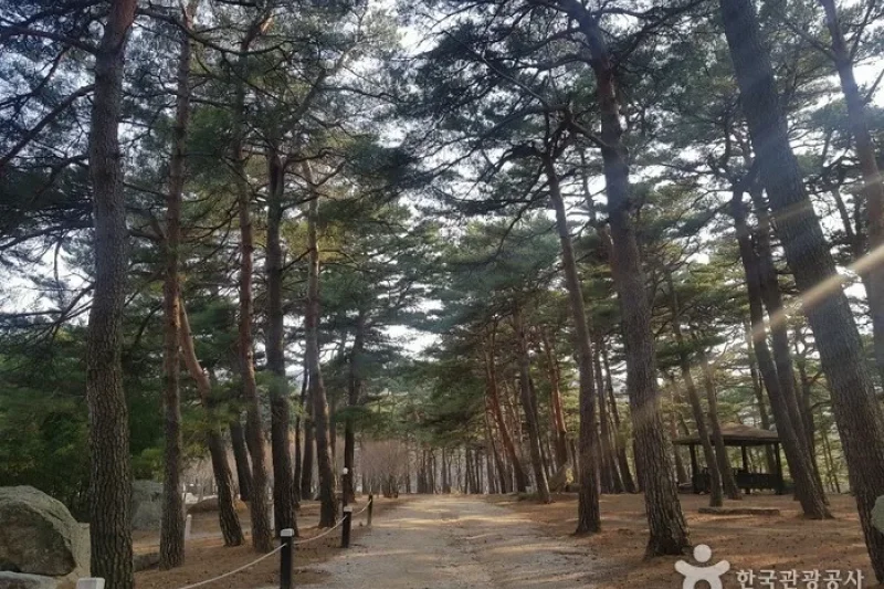 Cheoksan Spatel [Korea Quality] /  (2/11)