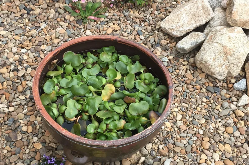 Mokhyangjae (목향재) (8/13)