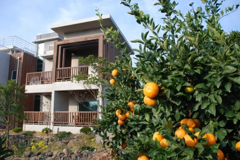 Jeju Eco Suites (제주에코스위츠) (7/11)