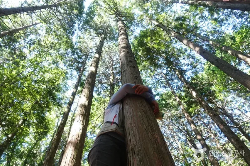 Seogwipo Healing Forest (2/5)