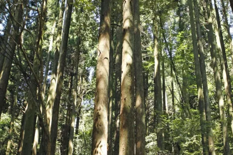 Seogwipo Healing Forest (4/5)