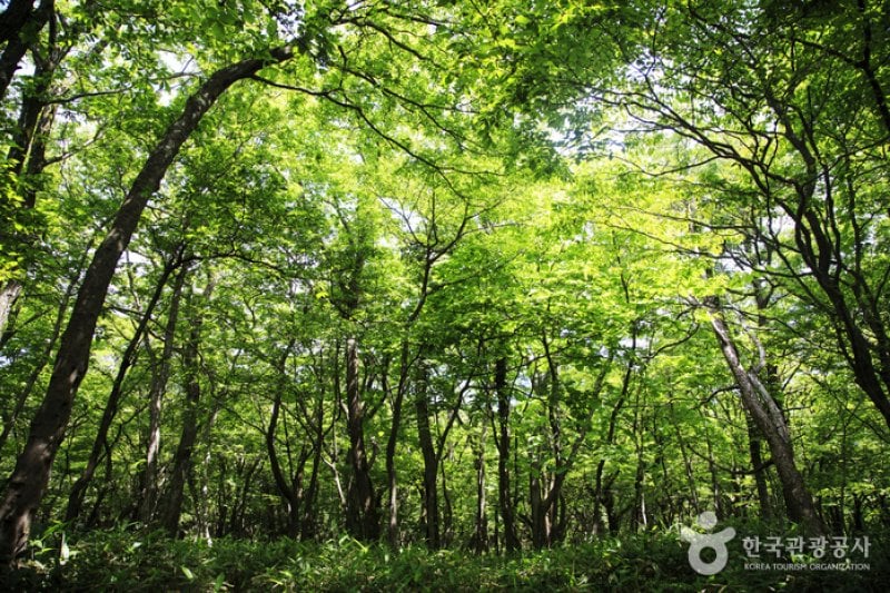 Saryeoni Forest Trail  (7/15)
