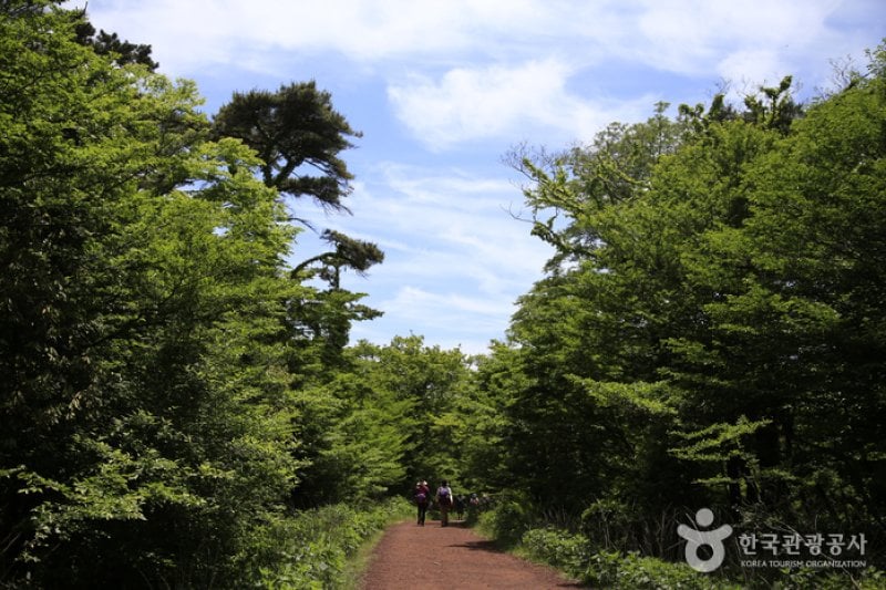 Saryeoni Forest Trail  (10/15)