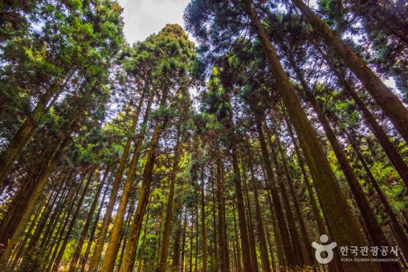 Saryeoni Forest Trail  (11/15)