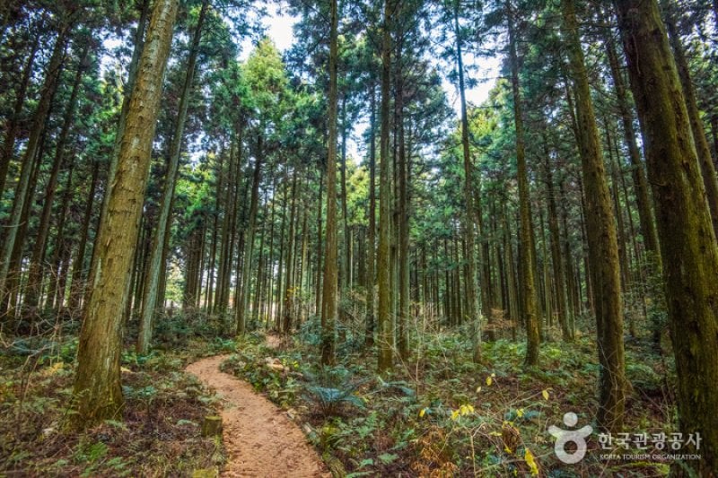 Saryeoni Forest Trail  (12/15)