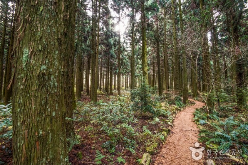 Saryeoni Forest Trail  (13/15)