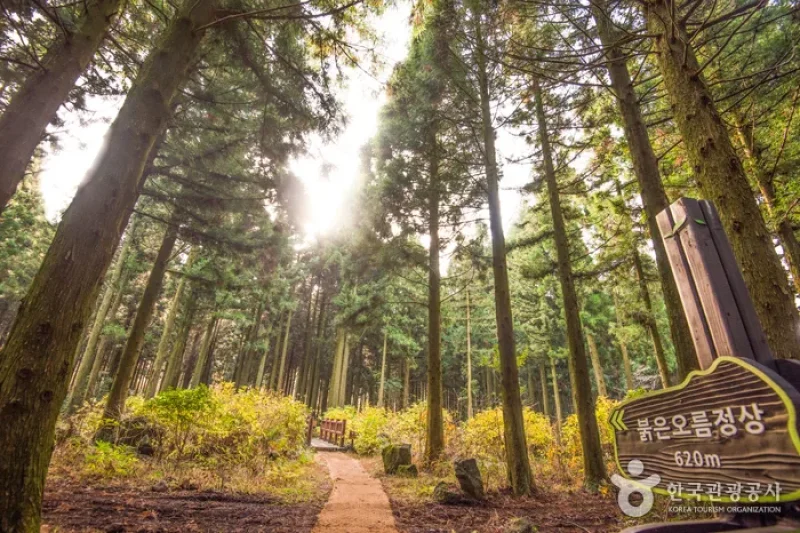 Saryeoni Forest Trail  (14/15)