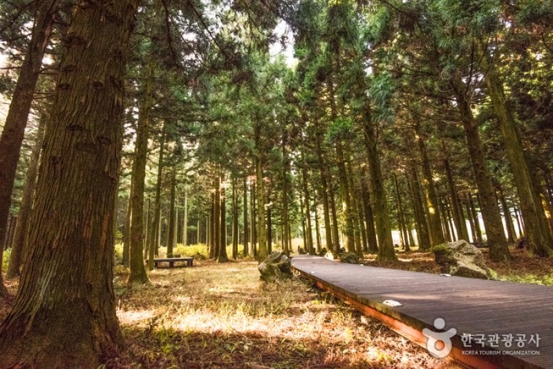 Saryeoni Forest Trail  (15/15)