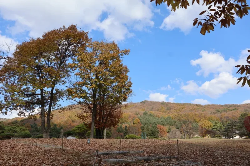 Oak Valley: Gangwon-do (10/20)