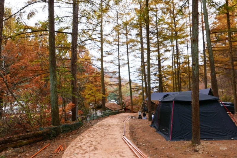 Pinocchio Forest: Gangwon-do (2/23)