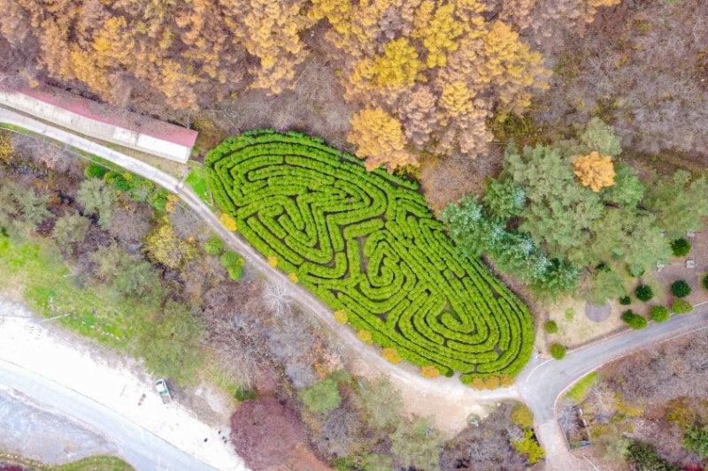 Pinocchio Forest: Gangwon-do (3/23)