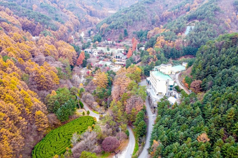 Pinocchio Forest: Gangwon-do (4/23)