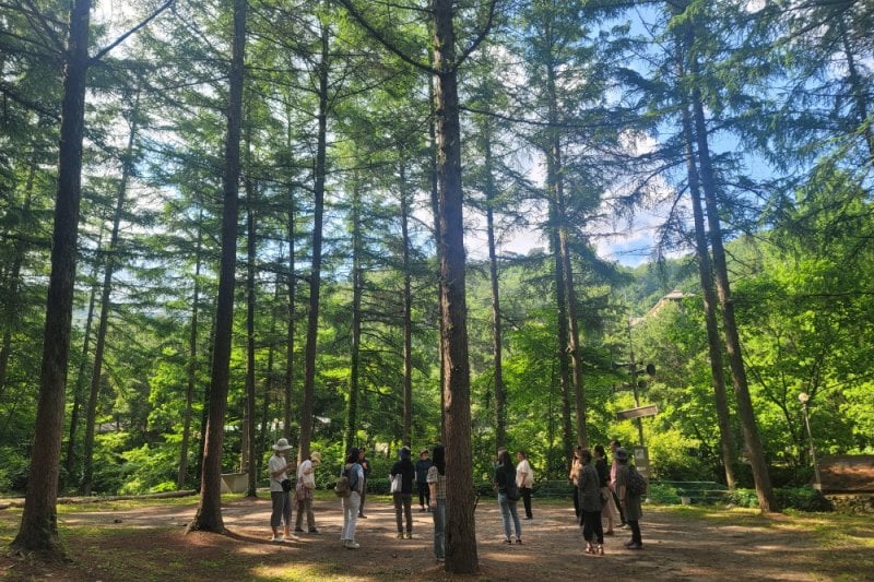 Pinocchio Forest: Gangwon-do (8/23)