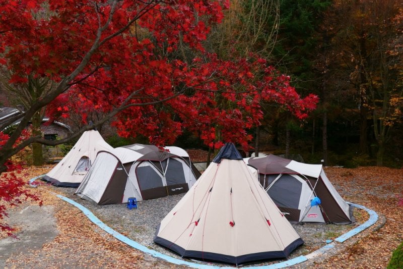 Pinocchio Forest: Gangwon-do (16/23)
