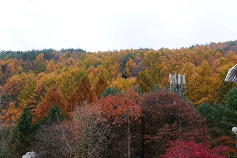 Pinocchio Forest: Gangwon-do (19/23)