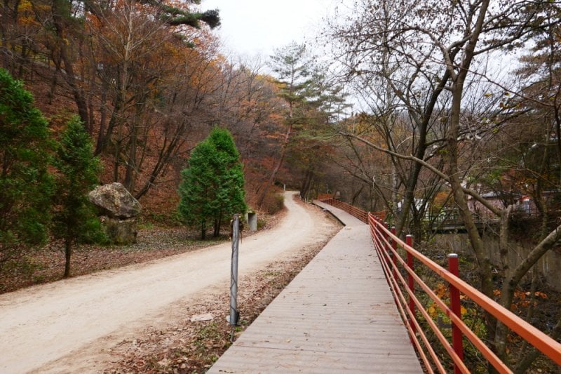 Pinocchio Forest: Gangwon-do (21/23)