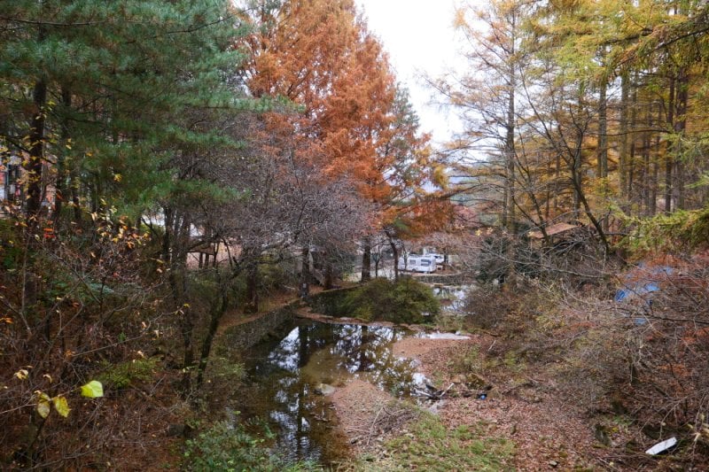 Pinocchio Forest: Gangwon-do (22/23)
