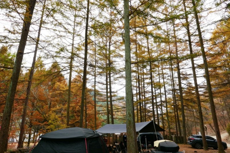 Pinocchio Forest: Gangwon-do (23/23)
