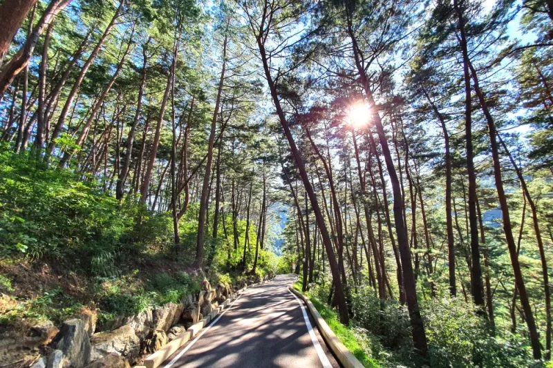 Romy Zian Garden: Gangwon-do (8/9)