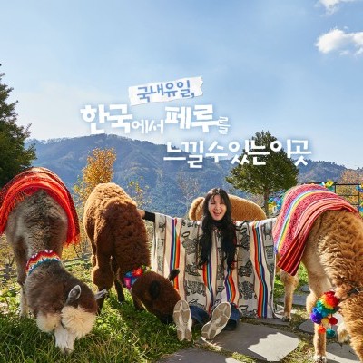 AlpacaWorld Ticket – Korea’s Popular Multi-Animal Park & Performance