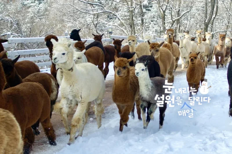 AlpacaWorld Ticket – Korea’s Popular Multi-Animal Park &amp; Performance (4/36)