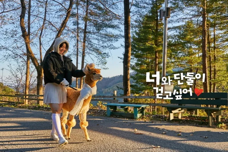 AlpacaWorld Ticket – Korea’s Popular Multi-Animal Park &amp; Performance (6/36)