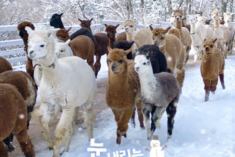 AlpacaWorld Ticket – Korea’s Popular Multi-Animal Park &amp; Performance (7/36)