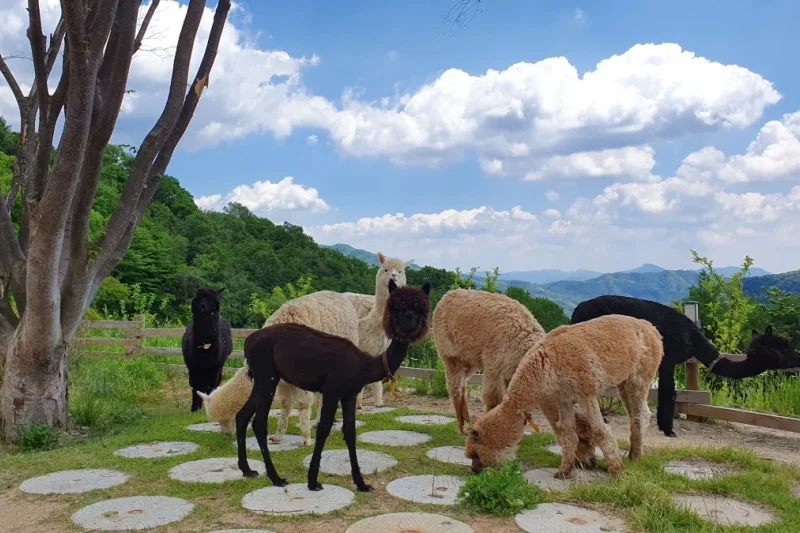 AlpacaWorld Ticket – Korea’s Popular Multi-Animal Park &amp; Performance (13/36)