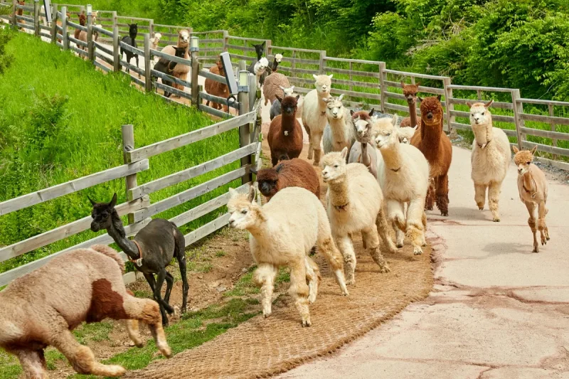 AlpacaWorld Ticket – Korea’s Popular Multi-Animal Park &amp; Performance (14/36)
