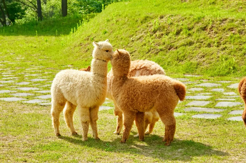 AlpacaWorld Ticket – Korea’s Popular Multi-Animal Park &amp; Performance (16/36)