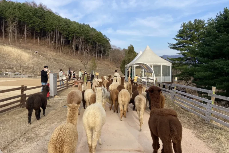 AlpacaWorld Ticket – Korea’s Popular Multi-Animal Park &amp; Performance (24/36)