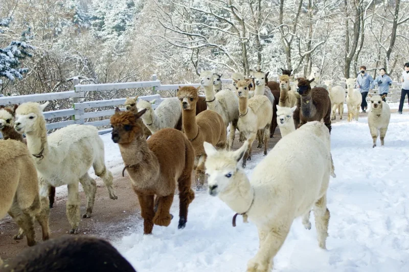 AlpacaWorld Ticket – Korea’s Popular Multi-Animal Park &amp; Performance (26/36)
