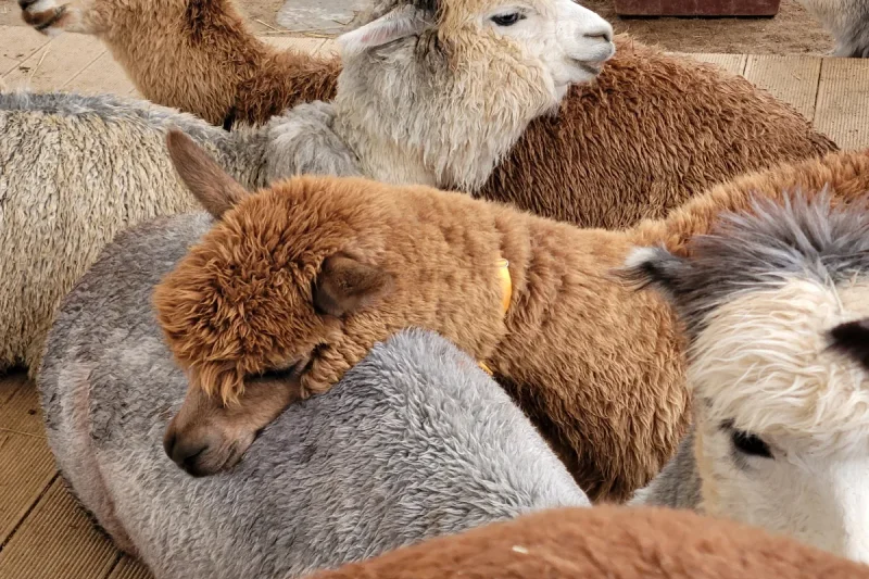 AlpacaWorld Ticket – Korea’s Popular Multi-Animal Park &amp; Performance (27/36)