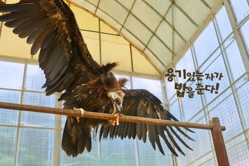 AlpacaWorld Ticket – Korea’s Popular Multi-Animal Park &amp; Performance (29/36)