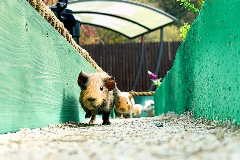 AlpacaWorld Ticket – Korea’s Popular Multi-Animal Park &amp; Performance (32/36)