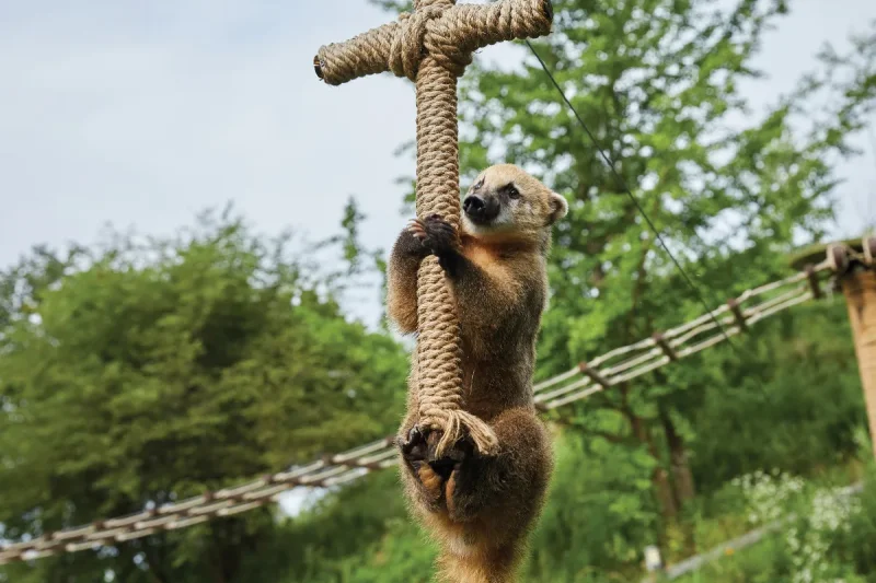 AlpacaWorld Ticket – Korea’s Popular Multi-Animal Park &amp; Performance (33/36)
