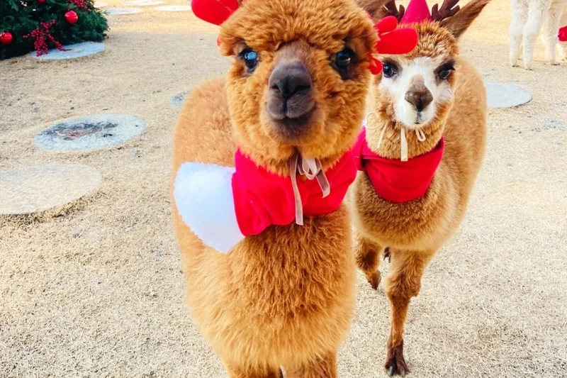 AlpacaWorld Ticket – Korea’s Popular Multi-Animal Park &amp; Performance (34/36)