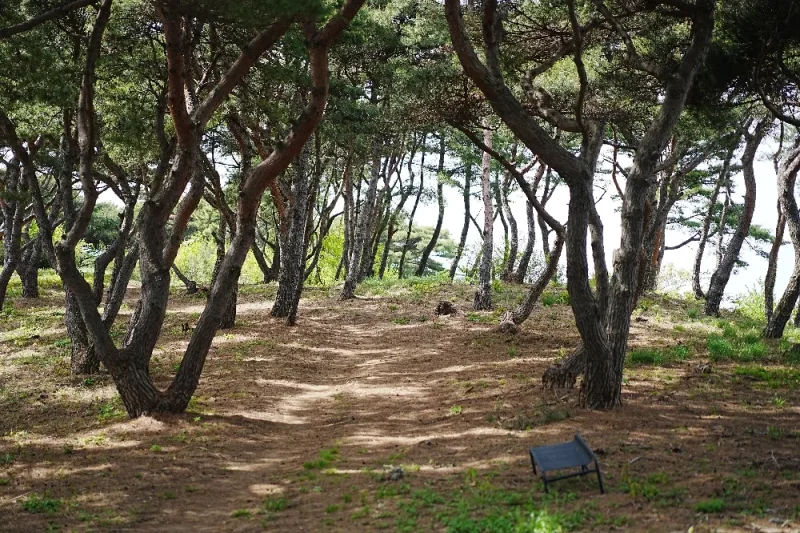 Ganghwa Luge (Ganghwa Seaside Resort) Exclusive Discount Coupon (17/34)
